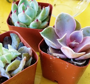 photo of the teardrop succulent terrarium trio kit from shop succulent