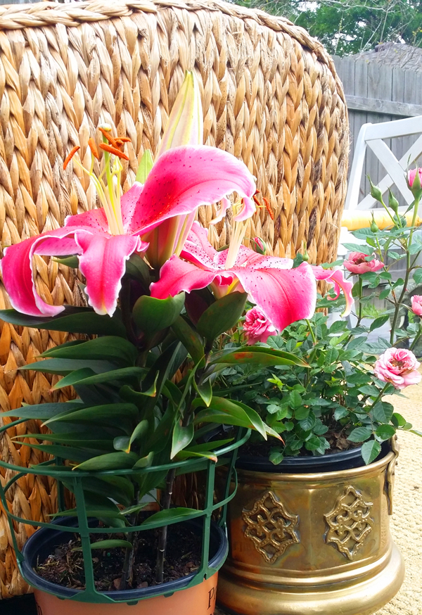 patio style challenge for the home depot patio style challenge