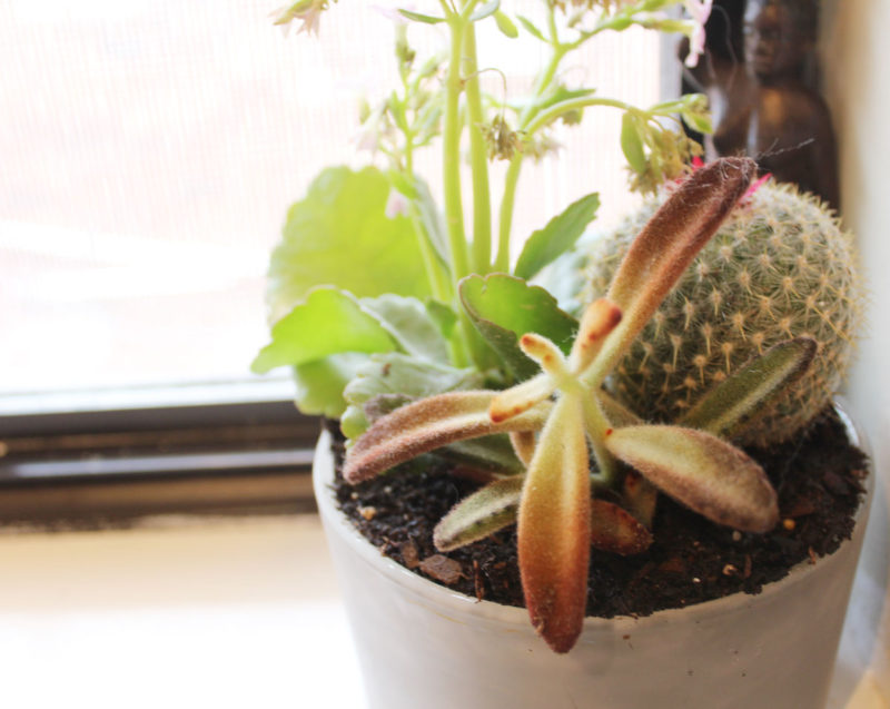 succulent planters, how to plant succulents, recycle old candle jars, three succulent planter ideas for planting succulents, use vintage planters to plant succulents