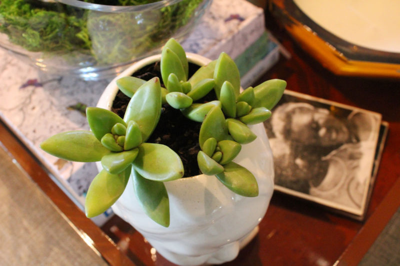 succulent planters, how to plant succulents, recycle old candle jars, three succulent planter ideas for planting succulents, use vintage planters to plant succulents