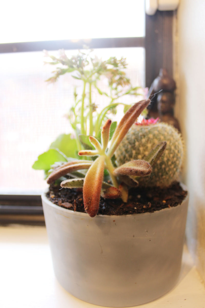 succulent planters, how to plant succulents, recycle old candle jars, three succulent planter ideas for planting succulents, use vintage planters to plant succulents