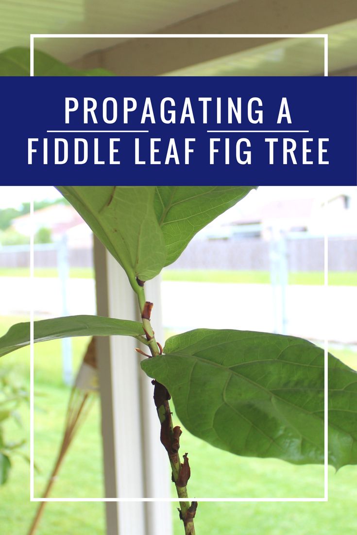 propagating a fiddle leaf fig tree | fiddle fig leaf tree