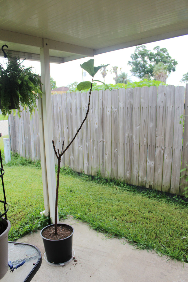 propagating a fiddle leaf fig tree | fiddle fig leaf tree