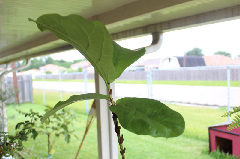 propagating a fiddle leaf fig tree | fiddle fig leaf tree
