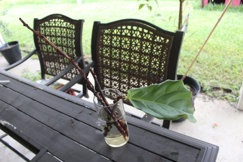 propagating a fiddle leaf fig tree | fiddle fig leaf tree