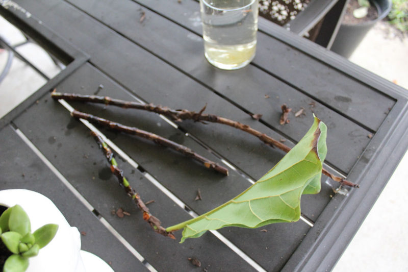propagating a fiddle leaf fig tree | fiddle fig leaf tree