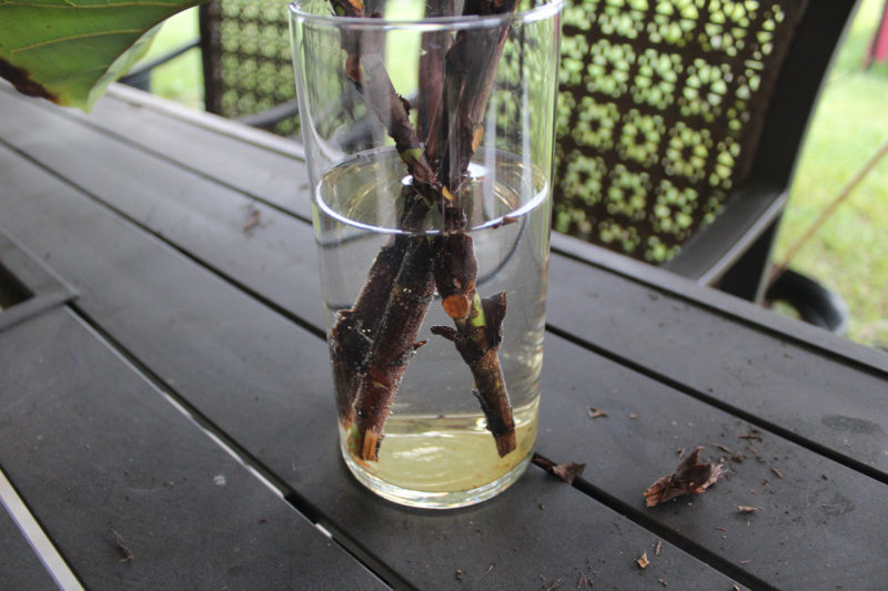 propagating a fiddle leaf fig tree | fiddle fig leaf tree