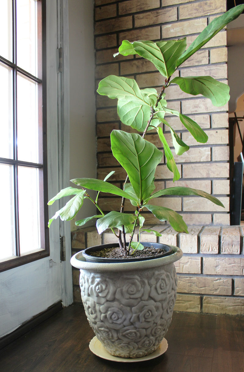 fiddle leaf fig tree | propagating a fiddle leaf fig tree | fiddle leaf fig tree tips