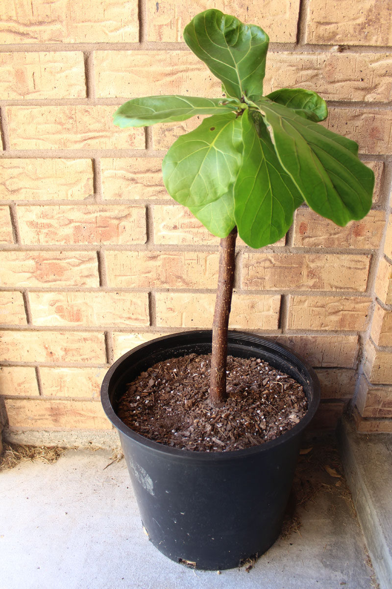 fiddle leaf fig tree | propagating a fiddle leaf fig tree | fiddle leaf fig tree tips