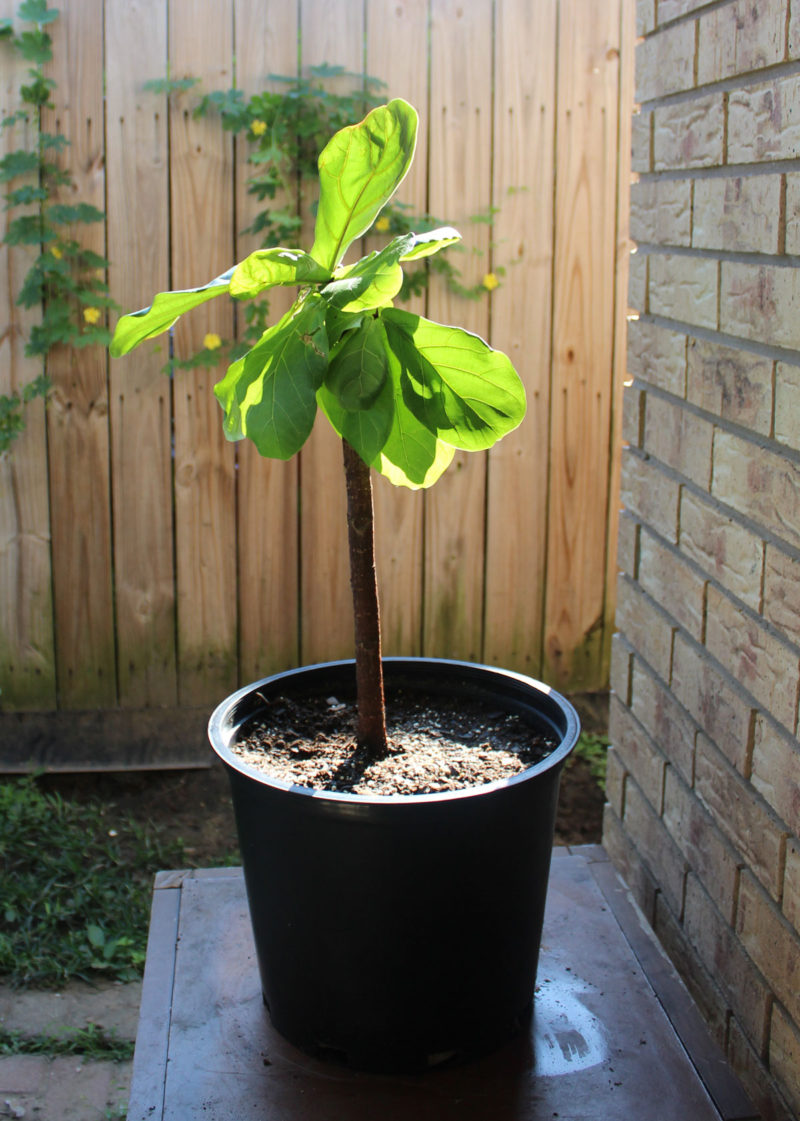 fiddle leaf fig tree | propagating a fiddle leaf fig tree | fiddle leaf fig tree tips