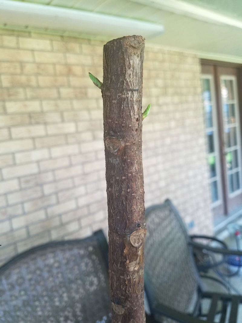 fiddle leaf fig tree | propagating a fiddle leaf fig tree | fiddle leaf fig tree tips