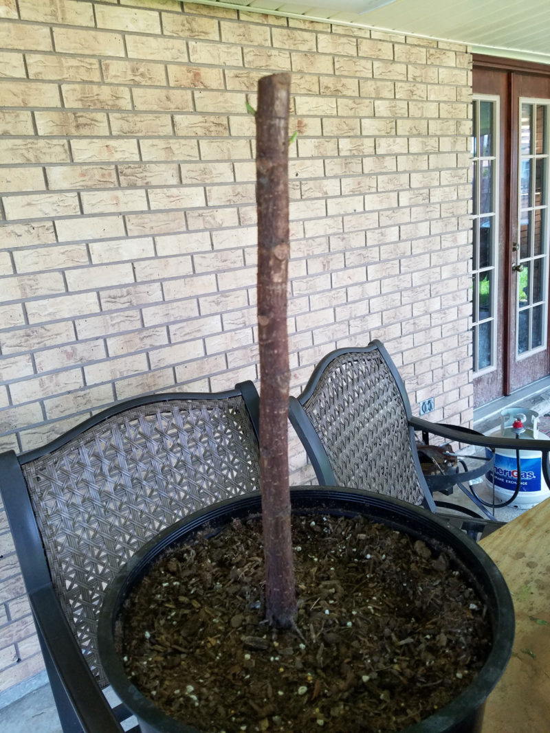 fiddle leaf fig tree | propagating a fiddle leaf fig tree | fiddle leaf fig tree tips