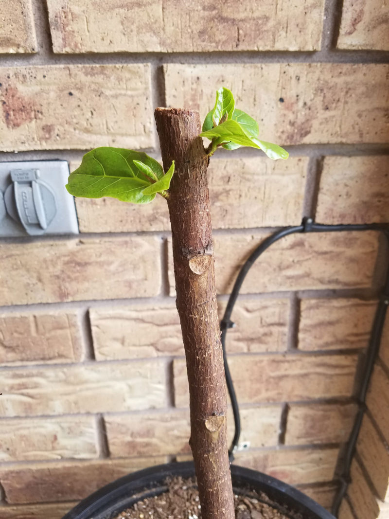 fiddle leaf fig tree | propagating a fiddle leaf fig tree | fiddle leaf fig tree tips