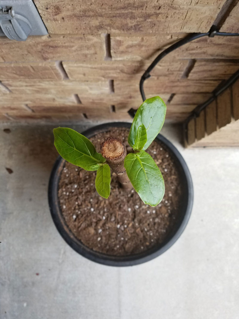 fiddle leaf fig tree | propagating a fiddle leaf fig tree | fiddle leaf fig tree tips