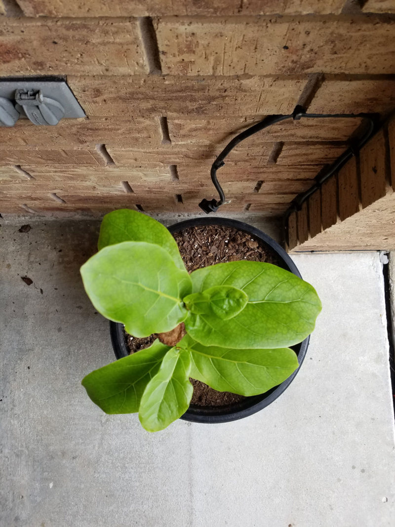 fiddle leaf fig tree | propagating a fiddle leaf fig tree | fiddle leaf fig tree tips