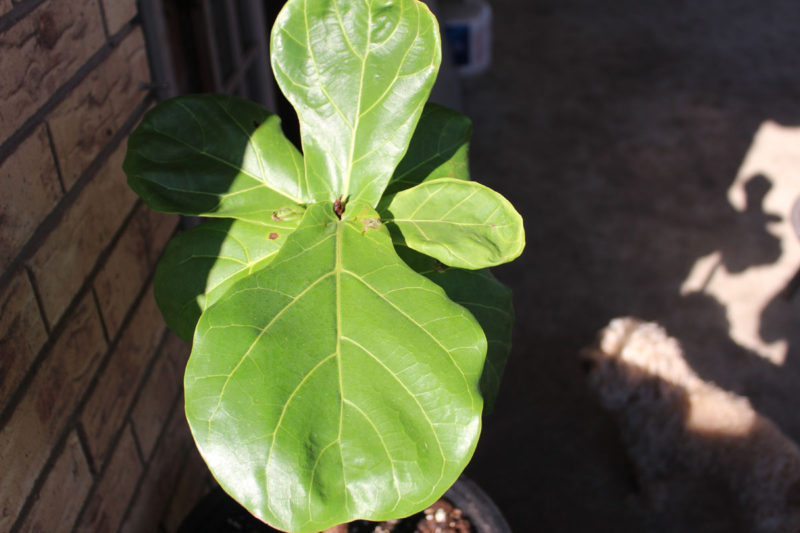 fiddle leaf fig tree | propagating a fiddle leaf fig tree | fiddle leaf fig tree tips