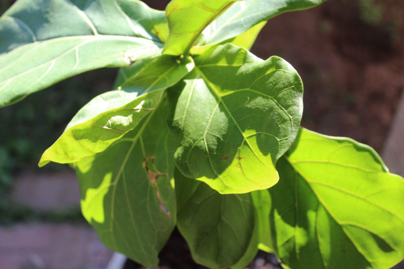 fiddle leaf fig tree | propagating a fiddle leaf fig tree | fiddle leaf fig tree tips