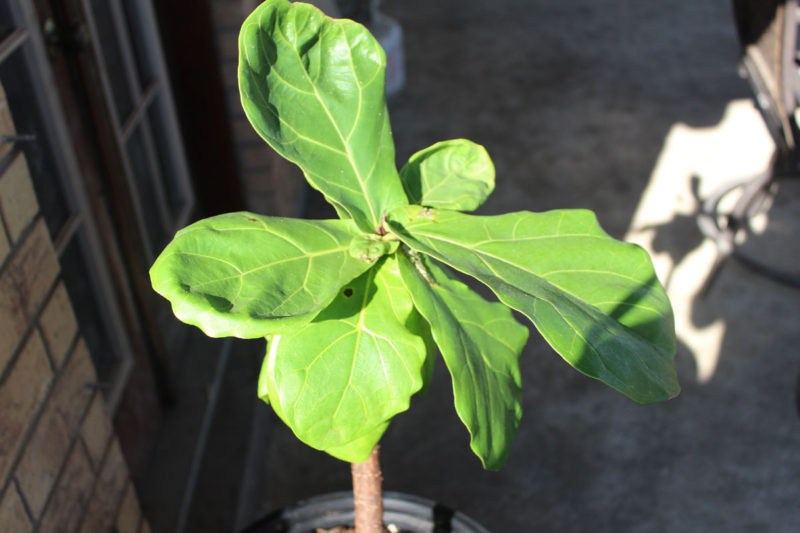 fiddle leaf fig tree | propagating a fiddle leaf fig tree | fiddle leaf fig tree tips