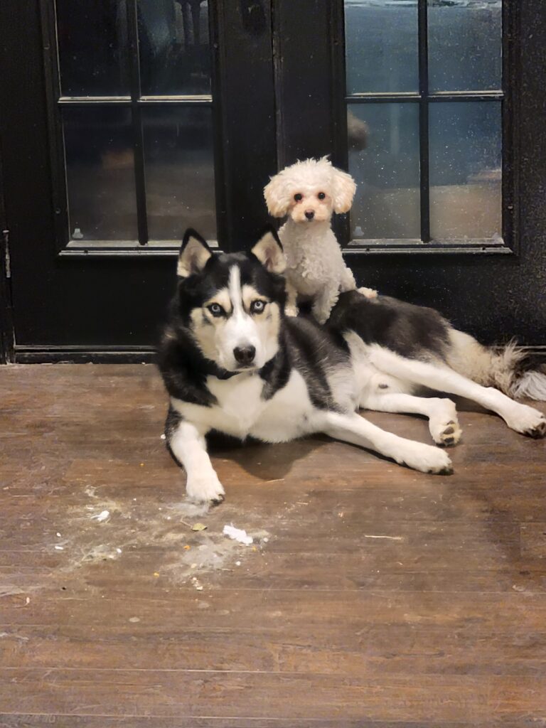 husky and maltipoo
